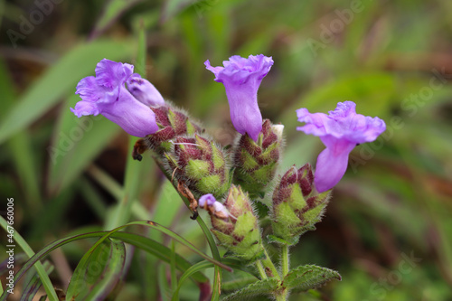 A Close up view of charming Purple heather or Neela Kurinji flowers which blooms once every 12 years in Mandal patti hills in Coorg, India.