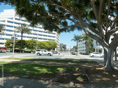 Santa Monica, ville américaine et très typique pour des vacances d'été, avec ses grandes routes et ses promenades au bord de mer, grand arbre de détente avec beaucoup d'ombre sur le gazon