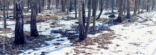 Birch forest during the melting of snow in early spring