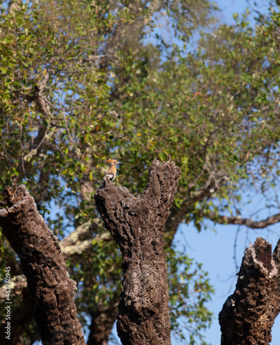 Hoopoe sits on a cork oak. Portugal, Algarve.