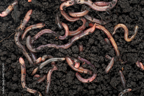 Group of earthworms in black soil as background. Gardening concept. Garden compost and worms.