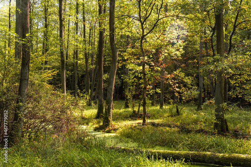 Puszcza Niepołomicka forest wetlands with trees