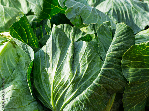 Close-up of raw cabbage at a local market