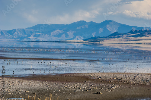 American Avocet (Recurvirostra americana) on Great Salt Lake, Utah, USA