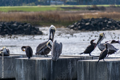 A Group of Pelicans in Hilton Head Island, South Carolina