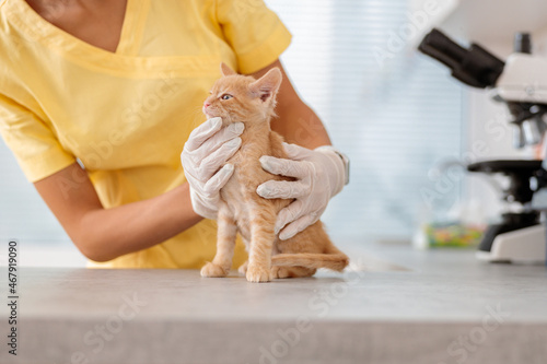 Vet nurse taking care of little kitten in animal clinic