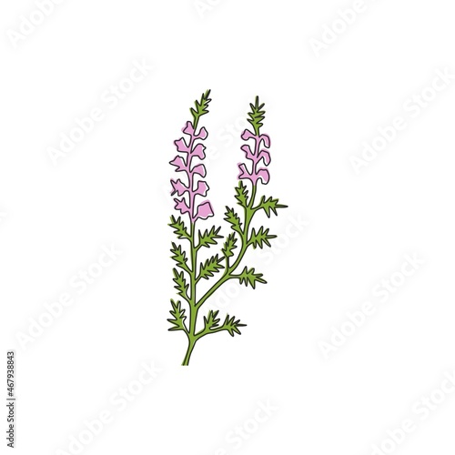 Single continuous line drawing beauty fresh heather for home decor wall art poster print. Decorative calluna vulgaris flower for floral invitation card. Modern one line draw design vector illustration