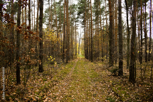 Droga przez jesienny las. 