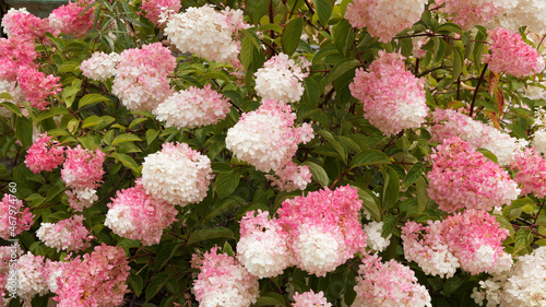 Panicled hydrangea or Hydrangea paniculata Pink Diamond or Interhydia cultivar with creamy-white and pink flowers as garden ornament in sommer