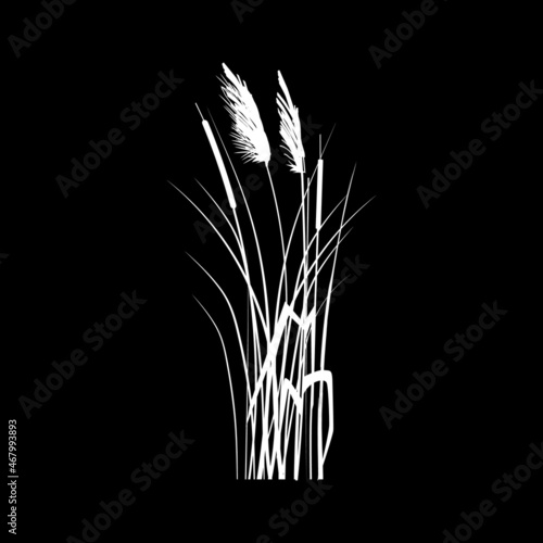 Black silhouette of reeds, sedge, cane, bulrush, or grass on a white background.Vector illustration.