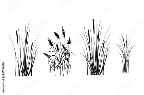 Black silhouette of reeds, sedge, cane, bulrush, or grass on a white background.Vector illustration.