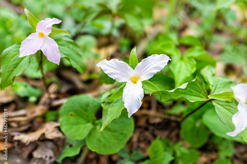 Above high angle view on wild soft pink trillium wildflowers flowers in early spring field at Virginia Blue Ridge Mountains parkway of Wintergreen Resort on hiking hike nature forest woods trail