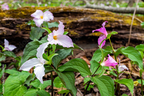 Purple pink wild soft trillium wildflowers flowers in early spring field at Virginia Blue Ridge Mountains of Wintergreen Resort on hiking forest trail by fallen tree trunk log
