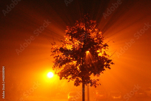 Rozświetlone światłem jesienne drzewo we mgle
