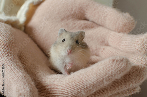 Adorable campbell's dwarf hamster in female hands.