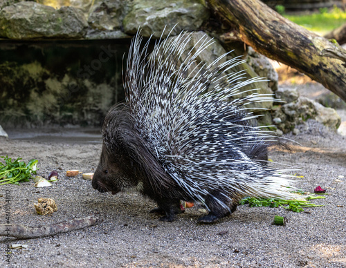 Indian crested Porcupine, Hystrix indica in a german nature park