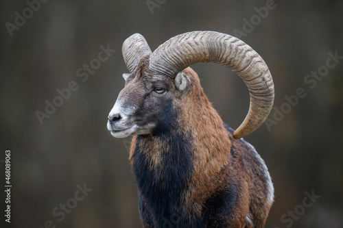 Big mouflon animal. Ovis gmelini, forest horned animal in nature habitat