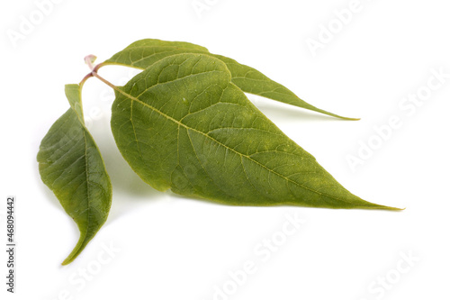 Ash-leaved maple (acer negundo). Box elder