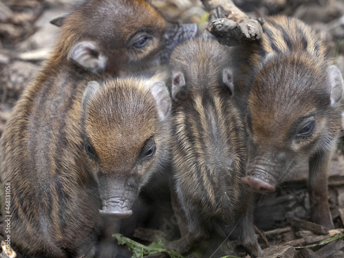 Newborn pups of Visayan warty pig, Sus cebifrons negrinus