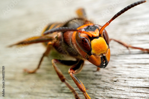 European hornet