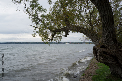 tree on the shore of Seneca Lake