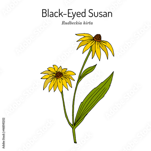 Black-eyed Susan Rudbeckia hirta , or brown betty, gloriosa daisy, medicinal plant