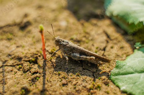 Locust grasshopper in fallen leaves