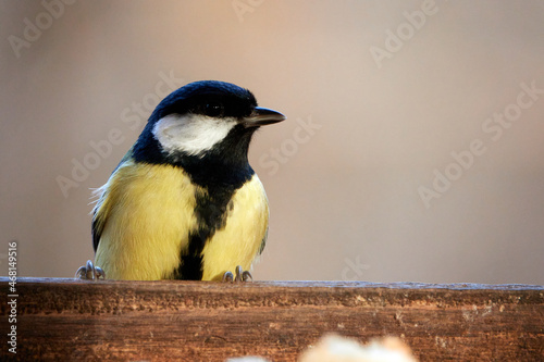 Great tit in bird table. Botanical Garden, Moscow, Russia.