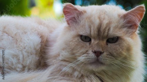 Un gros chat persan nous condamne, de son regard ténébreux et calamiteux. Quel coup nous prépare-t-il ?