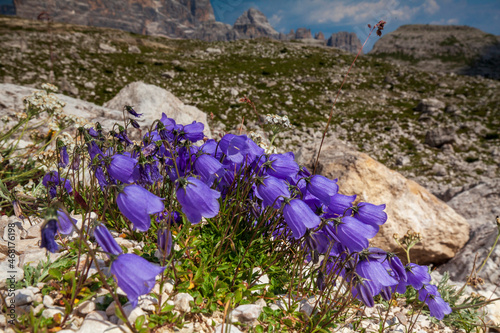 Kwiaty alpejskie