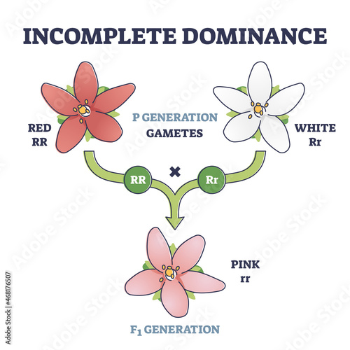 Incomplete dominance and new generation alleles variants outline diagram. Labeled gametes parents crossed to produce an intermediate mixed offspring not dominant or recessive type vector illustration.