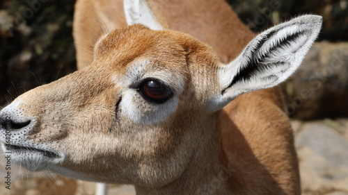 close up of a male impala