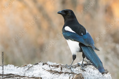 Close up of Common magpie Pica pica