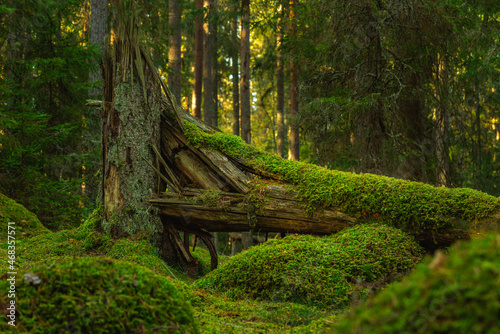 Fallen fir tree overgrown with green moss