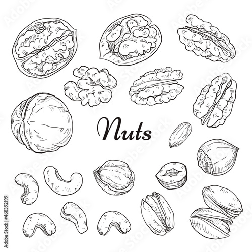 Freehand drawing nuts. Pistachios, cashews, peanuts, almonds, seeds, chestnut, pine nuts.