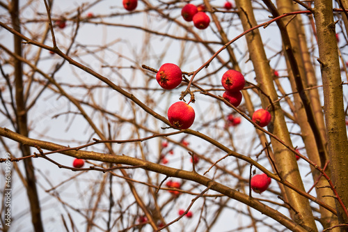 Malus sylvestris,jabłoń