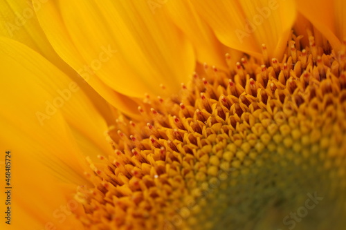 Sunflower super macro