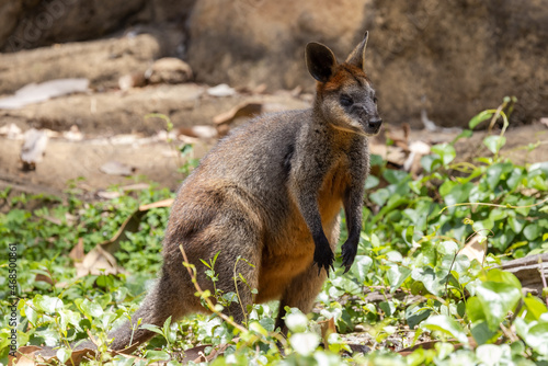 Australian Swamp Wallaby at rest