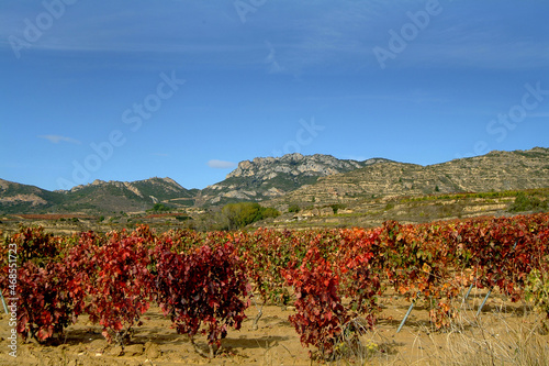 Viñedos durante el Otoño en la zona de Abalos, La Rioja