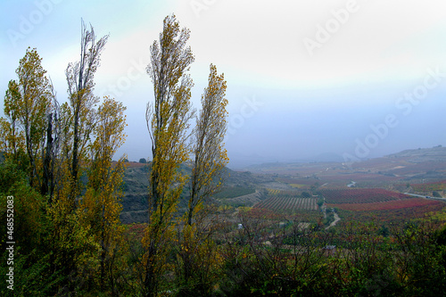 Viñedos durante el Otoño en la zona de Abalos, La Rioja