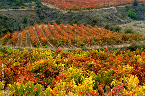 Viñedos durante el Otoño en la zona de Samaniego, La Rioja Alavesa