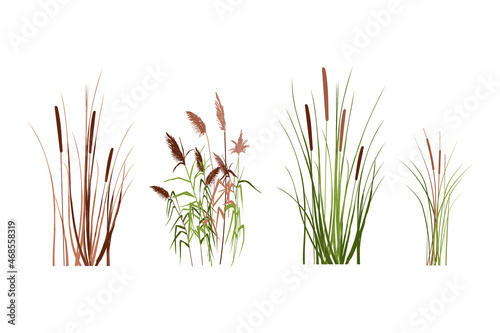 Silhouette of reeds, sedge, cane, bulrush, or grass on a white background.Vector illustration.