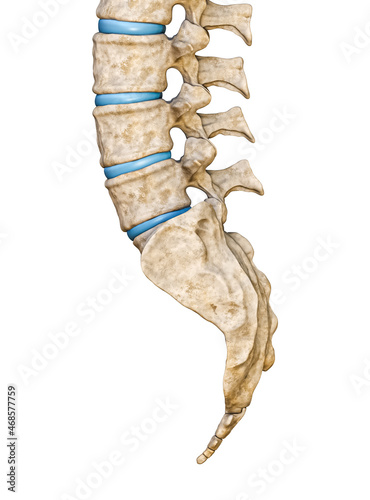 Lateral or side view of human sacrum and lumbar vertebrae isolated on white background 3D rendering illustration. Blank anatomical chart. Anatomy, medicine, biology, part of human skeleton concepts.