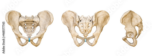 Male Human pelvis and sacrum bones posterior, anterior and lateral views isolated on white background 3D rendering illustration. Blank anatomical chart. Anatomy, science, biology, medicine concepts.