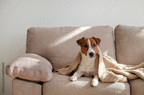 Curious Jack Russell Terrier puppy looking at the camera busking in the sunlight. Adorable doggy with folded ears, alone on the couch at home. Close up, copy space, cozy interior background