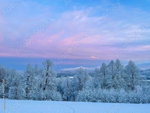Breathtaking pink winter morning sky spans above the idyllic white countryside.