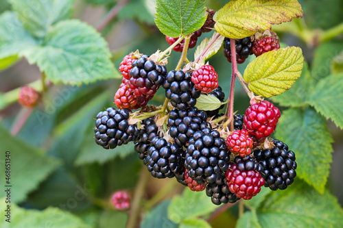 Black ripe and red ripening blackberries on green leaves background. Rubus fruticosus. Closeup of bramble branch with bunch of yummy sweet summer berries. Healthy juicy forest fruit. Natural medicine.