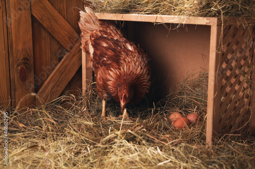 Beautiful chicken near nesting box with eggs in henhouse