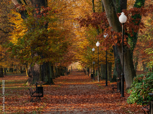 Park w mieście Iłowa w Polsce w jesiennej scenerii. Ziemię pokrywa gruba warstwa brązowych liści.