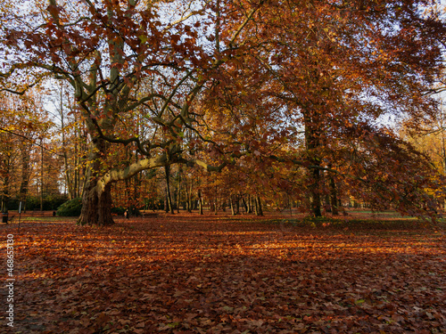 Park w mieście Iłowa w Polsce w jesiennej scenerii. Ziemię pokrywa gruba warstwa brązowych liści.
